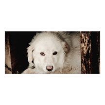 Chien blanc double carte en  couleur