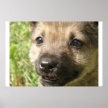 Chien de bébé posters