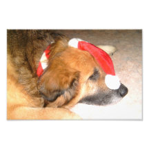 Chien de berger, chien, joyeusement, Noël, Christm Photo