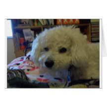 Chien de Bichon Frise Cartes De Vœux