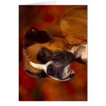 Chien de boxeur carte de vœux