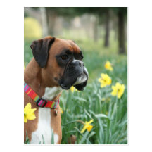 Chien de boxeur dans les jonquilles carte postale