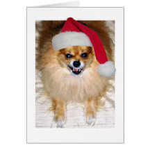 Chien de la carte de Noël | Pomeranian Père Noël
