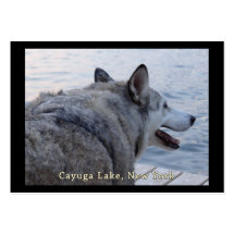 Chien de loup de lac Cayuga Modèles De Cartes De Visite