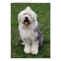 Chien de moutons anglais cartes de vœux