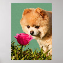 Chien de Pomeranian et copie de rose Affiche