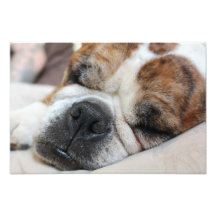 Chien de sommeil photographie