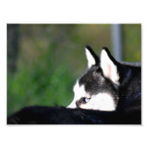 Chien de traîneau sibérien art photographique