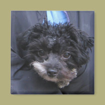 CHIEN mignon magnets