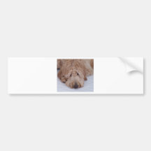 Chien triste, seul, adorable, et mignon de GoldenD Adhésifs Pour Voiture