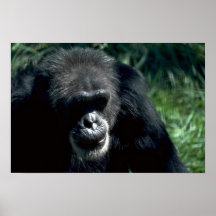 Chimpansee Posters