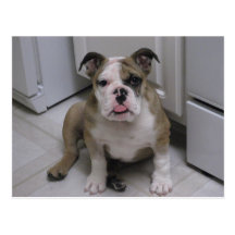 Chiot anglais de bouledogue cartes postales