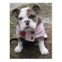 Chiot anglais de bouledogue cartes postales