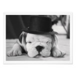 Chiot anglais de bouledogue de "Einstein" Photos Sur Toile