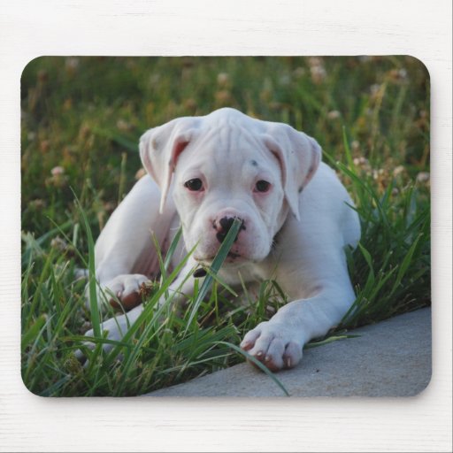 Chiot blanc de boxeur tapis de souris
