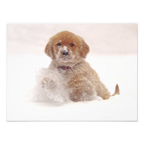 Chiot de golden retriever dans la neige