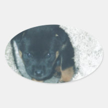 chiot de maxie stickers ovales