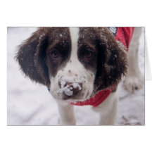 Chiot de nez de Milou Carte De Vœux