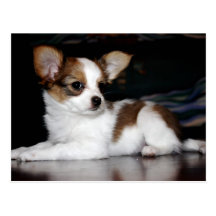 Chiot de Papillon Carte Postale