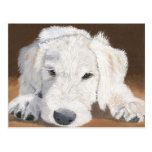 Chiot somnolent de Labradoodle Cartes Postales