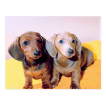 Chiots de basset allemand cartes postales