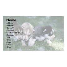 Chiots de chien de traîneau sibérien, 3 semaines modèles de cartes de visite