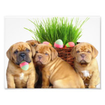 Chiots de Pâques Dogue de Bordeaux Impressions Photographiques