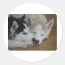 Chiots enroués adhésif rond