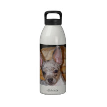 Chiwawa bleu de Merle Bouteilles D'eau