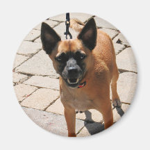 Chiwawa Cosita Azer 7 Aimant Pour Réfrigérateur