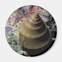 Chocolade-gevoerde hoogste shell (javanicum Callio Koelkast Magneetje