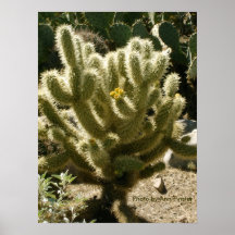 Cholla en fleur poster