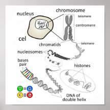 Chromosome Posters
