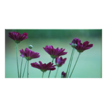 Chrysanthème et signification carte avec photo