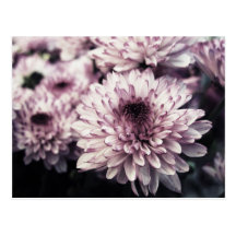 Chrysanthème I Carte Postale