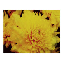 Chrysanthème II Carte Postale