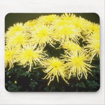 chrysanthème jaune "araignée de jaune" (fleuriste  tapis de souris
