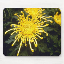 chrysanthème jaune 'Confidence Tapis De Souris