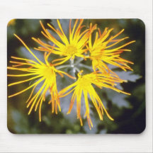chrysanthème jaune "saga Koyo" (fleuriste Chrysant Tapis De Souris