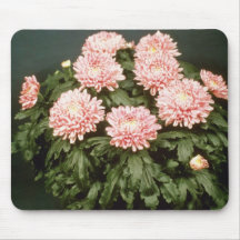 Chrysanthème rose 'Cristal Tapis De Souris