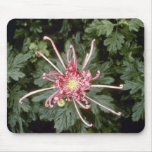 Chrysanthème rose "taille de beauté" (fleuriste Ch Tapis De Souris