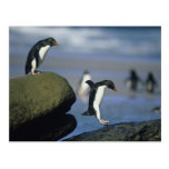 Chrysocome de pingouins, d'Eudyptes de Rockhopper) Cartes Postales