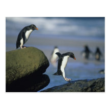 Chrysocome de pingouins, d'Eudyptes de Rockhopper) Cartes Postales