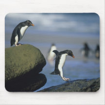 Chrysocome de pingouins, d'Eudyptes de Rockhopper) Tapis De Souris