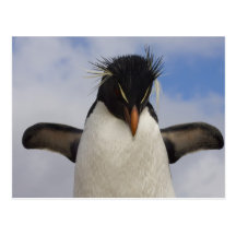 Chrysocome d'Eudyptes de pingouin de Rockhopper Cartes Postales