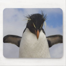 Chrysocome d'Eudyptes de pingouin de Rockhopper Tapis De Souris