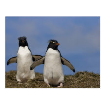 Chrysocome d'Eudyptes de pingouins de Rockhopper Cartes Postales