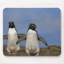 Chrysocome d'Eudyptes de pingouins de Rockhopper Tapis De Souris