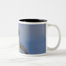 Chrysocome d'Eudyptes de pingouins de Rockhopper Tasse