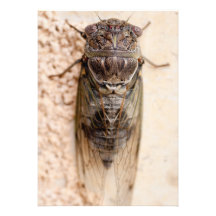 cicada bristol personnalisé